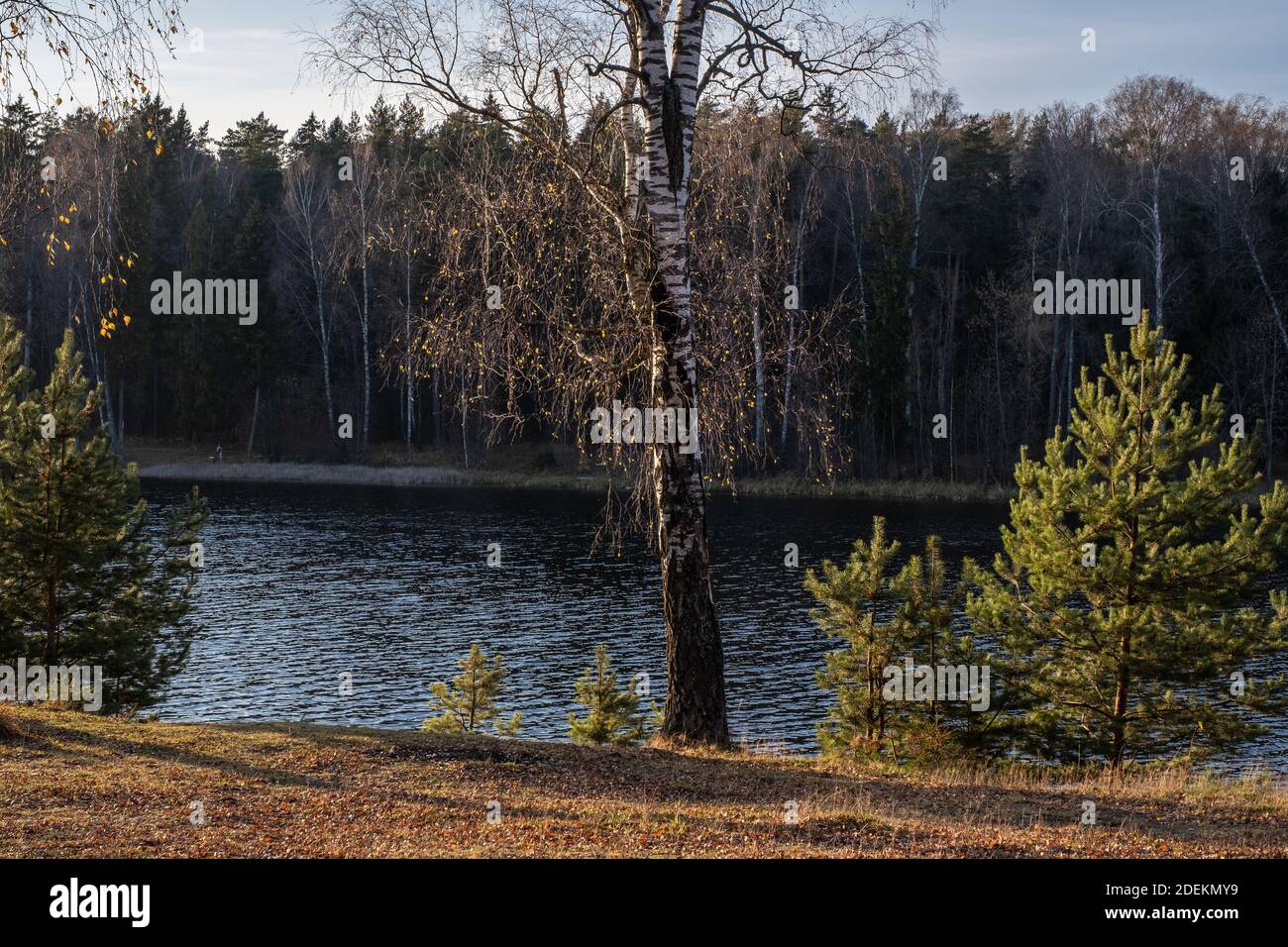 Lone Birke mit kleinen gelben Blättern unter jungen Kiefern auf dem Hintergrund des Waldes und des Flusses in der Abendsonne. Stockfoto