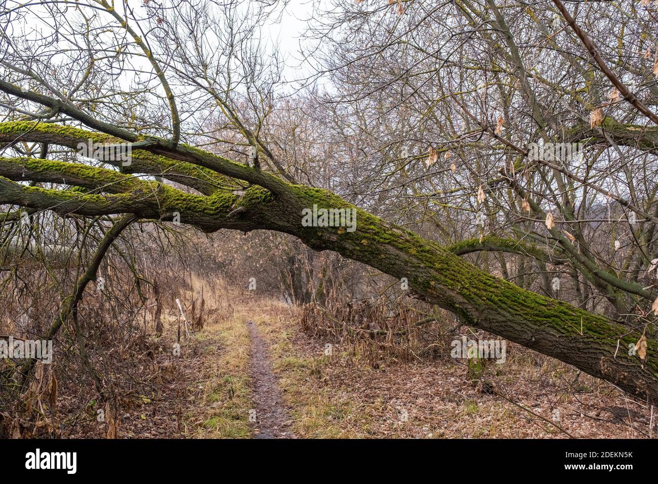 Der Stamm eines schiefen Baumes in hellgrünem Moos vor einem Hintergrund von blattlosen Ästen an einem bewölkten Herbsttag. Stockfoto