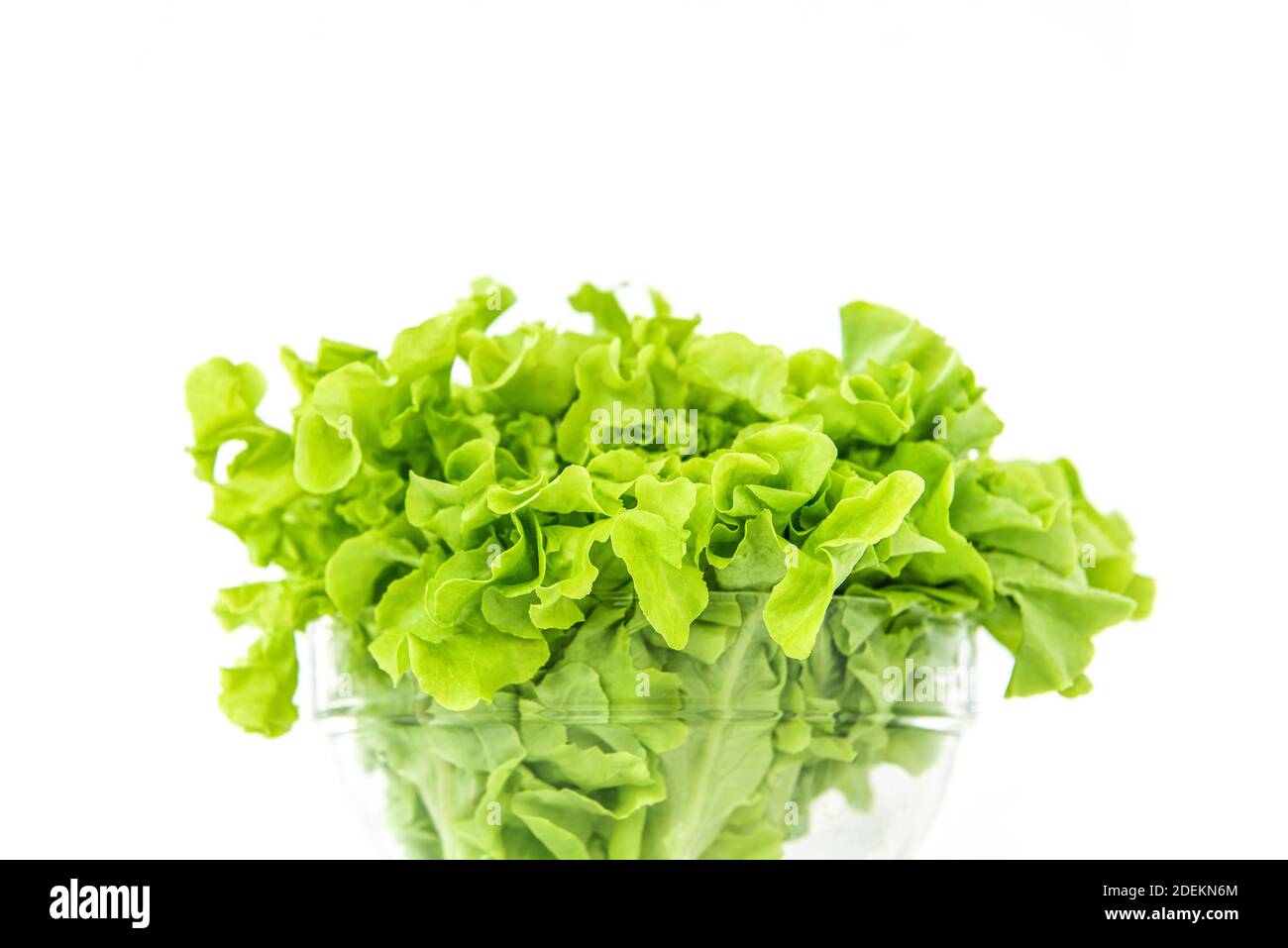 Frisches Bio gesunde grüne Eiche Salat Gemüse in einer Glasschüssel auf weißem Hintergrund, bereit, als Salat oder kochen zu essen Stockfoto