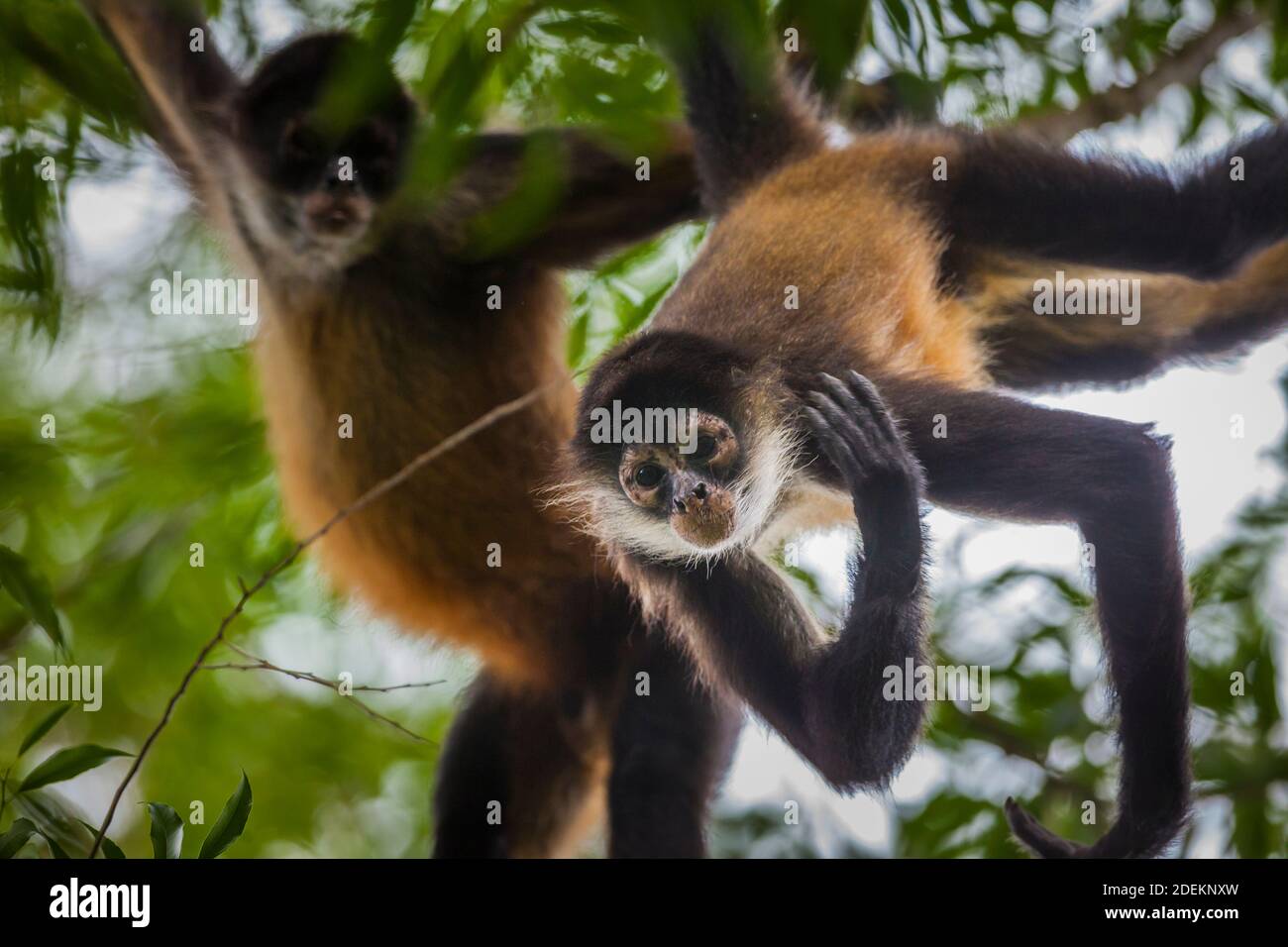 Azuero Klammeraffen, Ateles geoffroyi azuerensis, im dichten Regenwald des Cerro Hoya Nationalpark, Provinz Veraguas, Republik Panama. Stockfoto