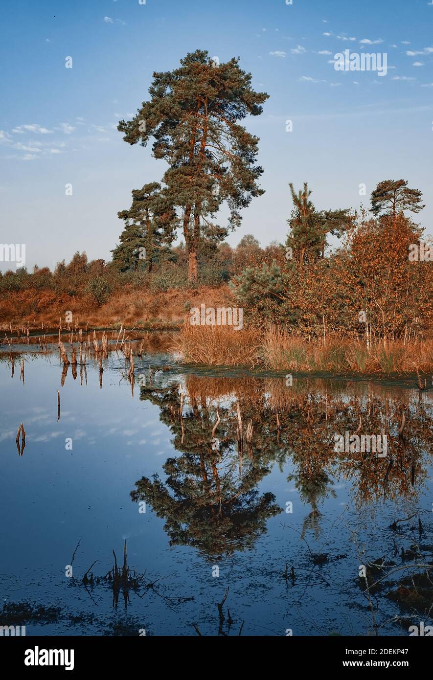 Nebliger Morgen im Moor Stockfoto