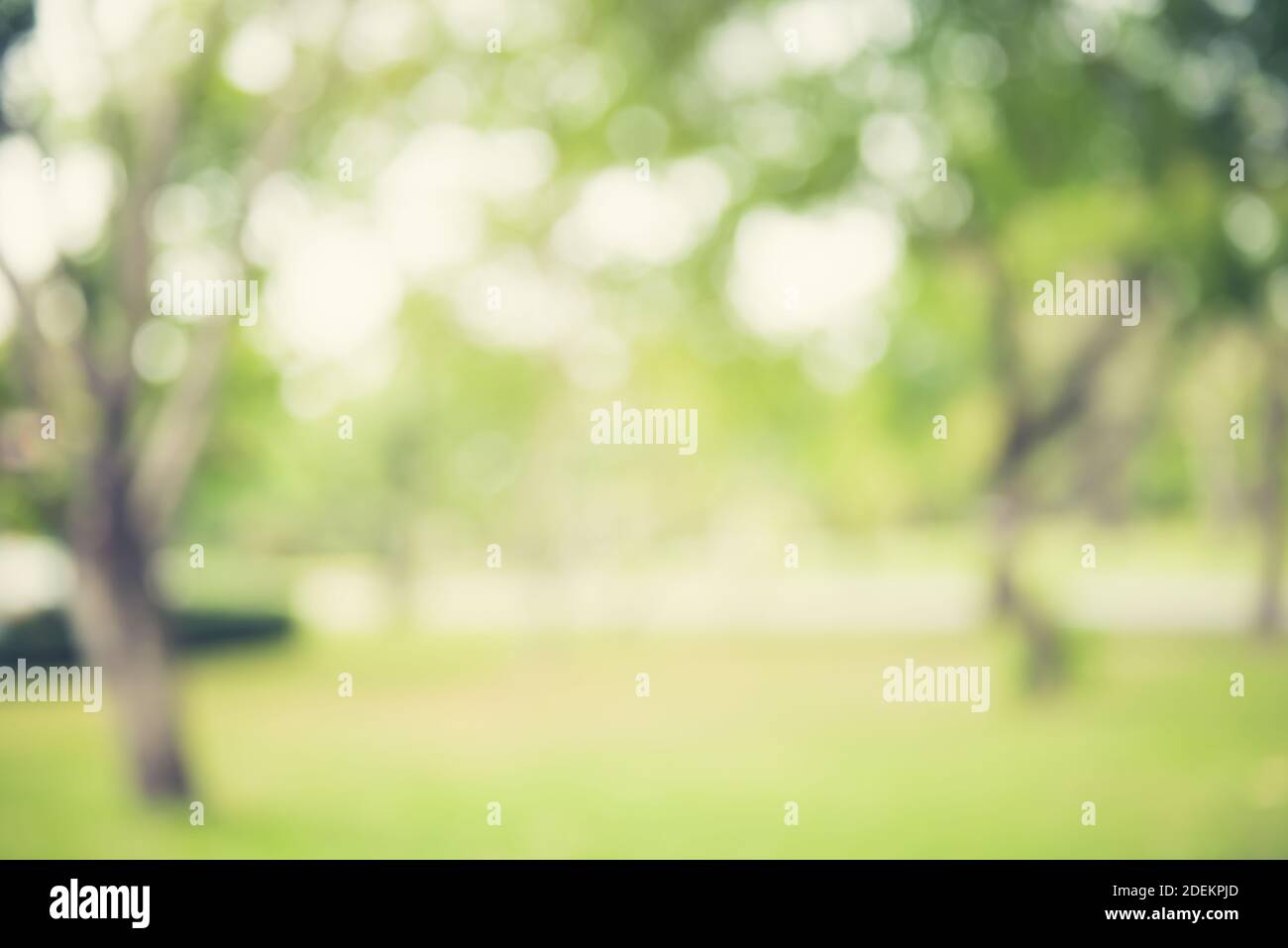 Verwischen Sie das Bild von natürlichen grünen Bäumen und Gras im park mit weißem Bokeh - abstrakter Hintergrund Stockfoto
