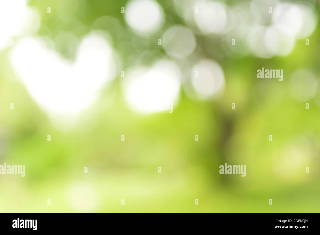 Verwischen Sie das Bild von natürlichen grünen Bäumen und Gras im park mit weißem Bokeh - abstrakter Hintergrund Stockfoto