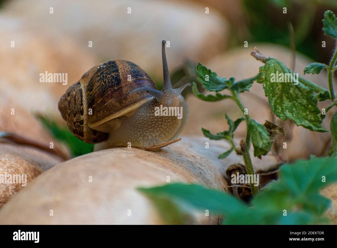 Große Schnecke in der Schale kriecht auf Straße, Sommertag im Garten Stockfoto
