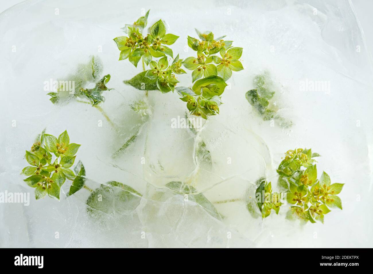 Kleine runde Blätter und grüne Blüten von Bupleurum rotundifolium, rundblättrig-grünem Wachs, eingefroren in einem Eisblock Stockfoto