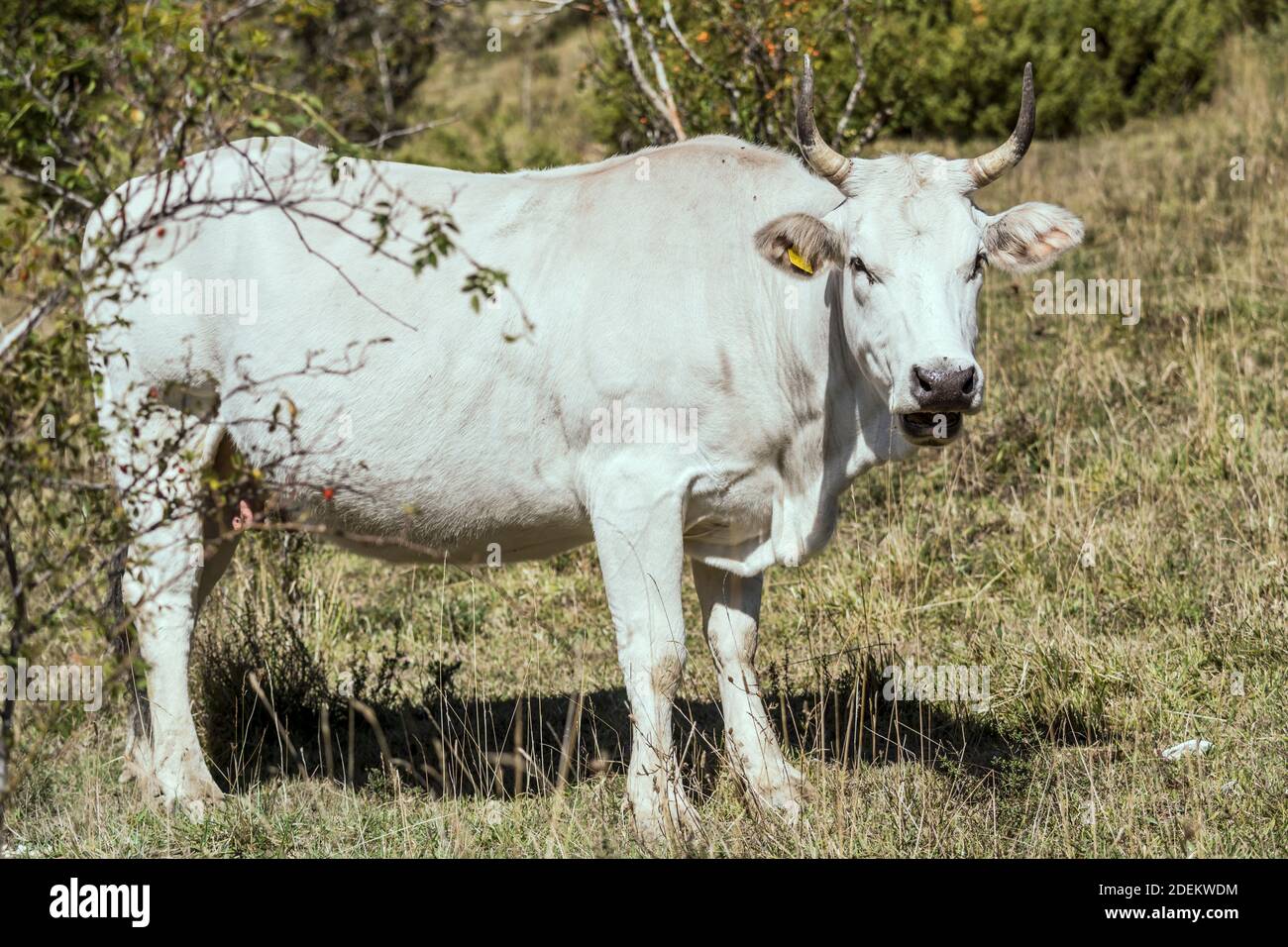 Weiße Kuh auf grünem Gras stehend, in hellem Licht bei Pescasseroli, L'Aquila, Abruzzen, Italien erschossen Stockfoto