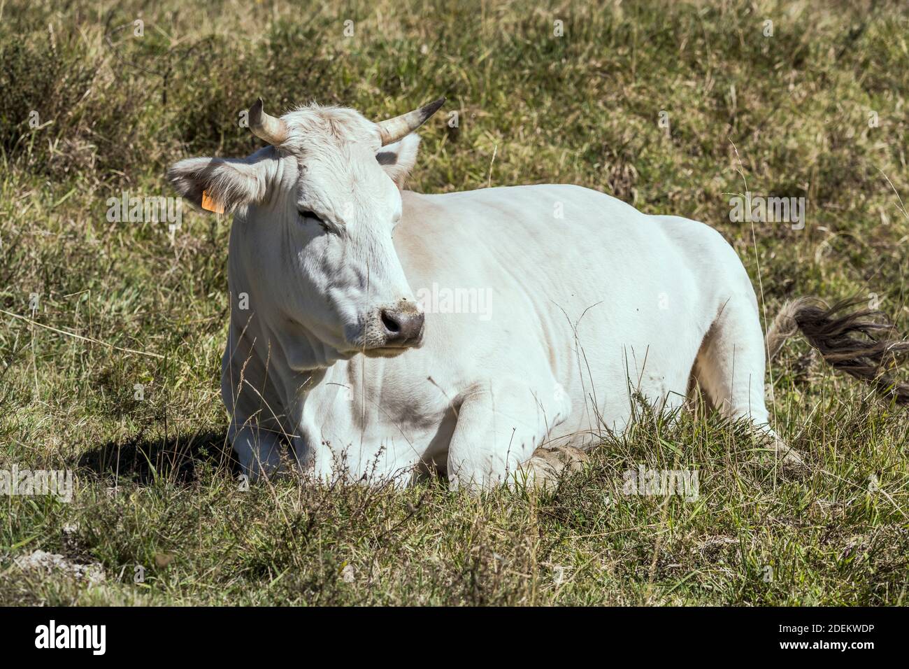 Weiße Kuh auf grünem Gras liegend, in hellem Licht in der Nähe von Pescasseroli, L'Aquila, Abruzzen, Italien erschossen Stockfoto