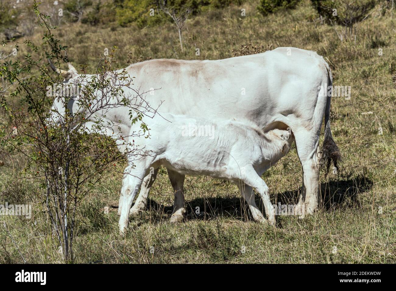 Weißes Kalb, das am weißen Kuheuter auf grünem Gras füttert, in hellem Licht bei Pescasseroli, L'Aquila, Abruzzen, Italien geschossen Stockfoto