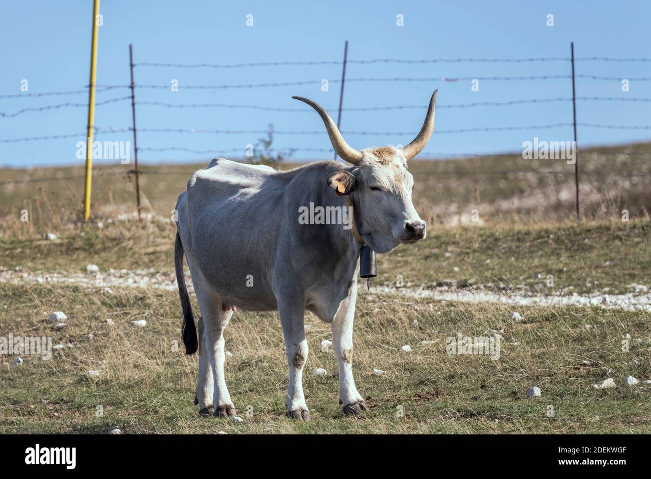Weiße Kuh mit langen Hörnern auf unfruchtbarem Boden, in hellem Licht in der Nähe von Cocullo, L'Aquila, Abruzzen, Italien erschossen Stockfoto