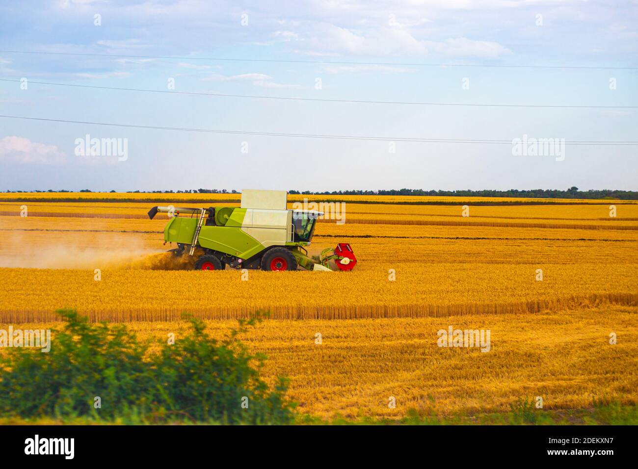 Harvester erntet reifen Weizen auf dem Feld, Landwirtschaft, russische Weiten, Ernte Brot. Stockfoto