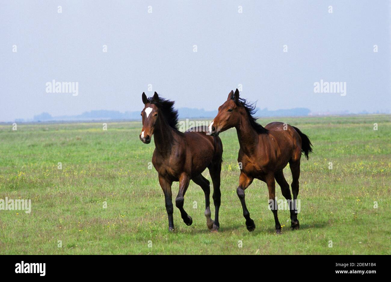 Nonius-Pferde in der Puszta, Ungarn Stockfoto