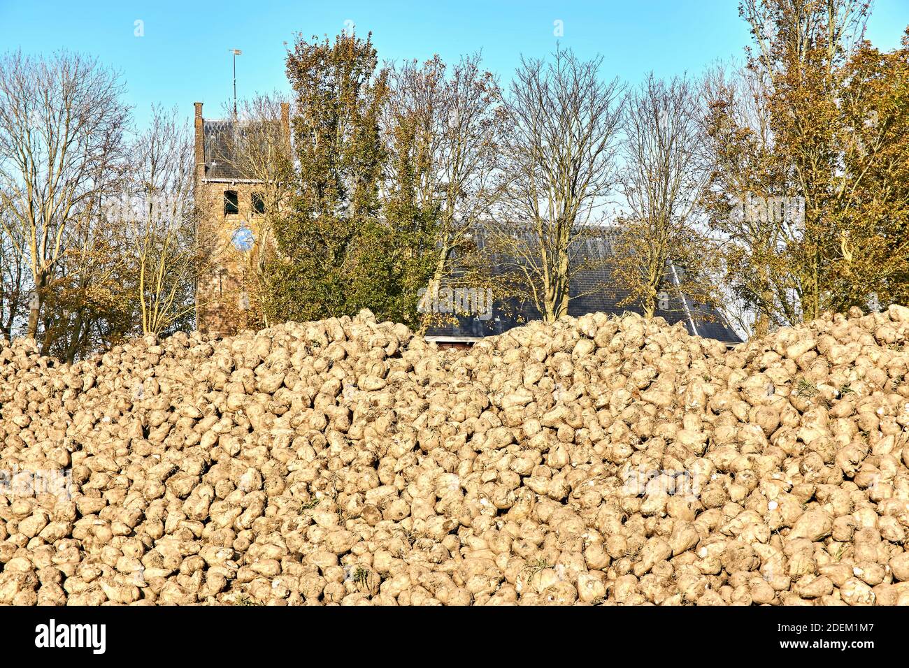 Ein Haufen Zuckerrüben für die Zuckerproduktion vor der Kirche Westernijkerk aus dem 13th. Jahrhundert in den Niederlanden. Herbsternte. Stockfoto