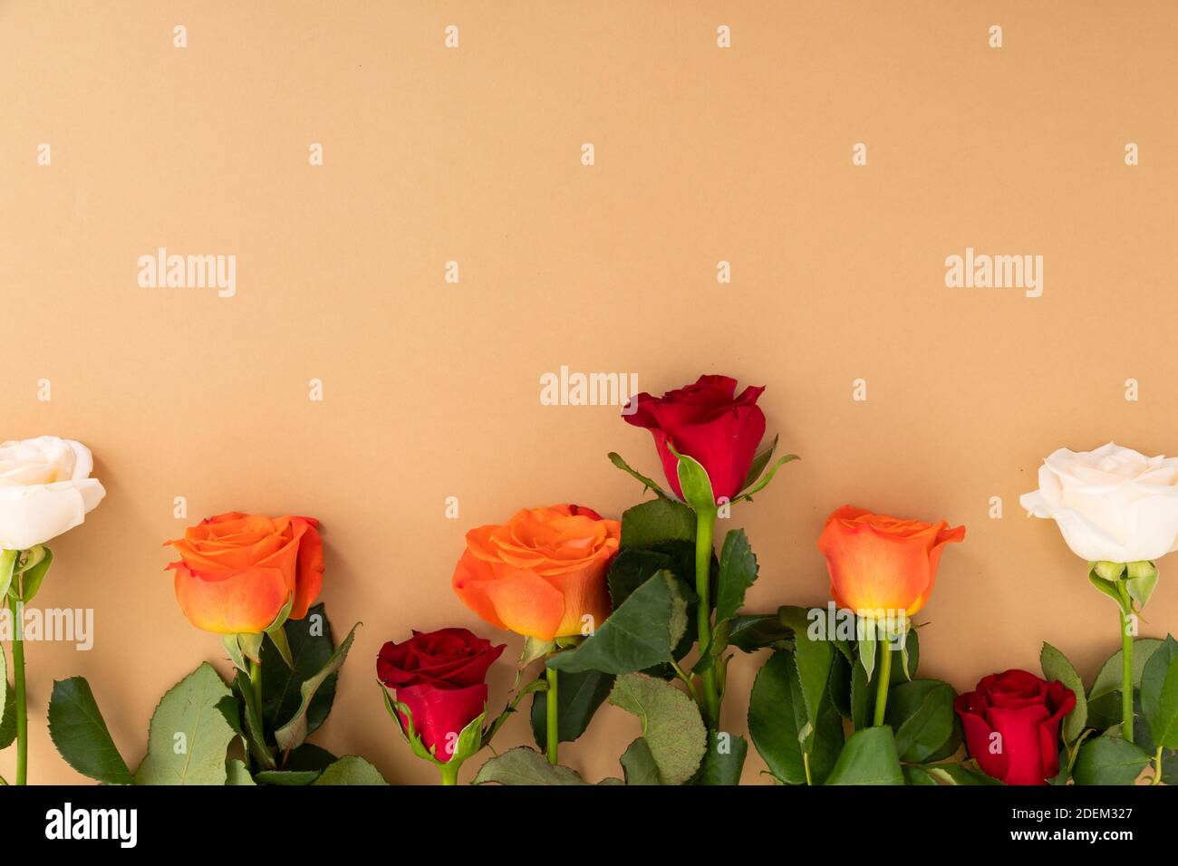 Rote, weiße und orangefarbene Rosen unten auf orangefarbenem Hintergrund Stockfoto