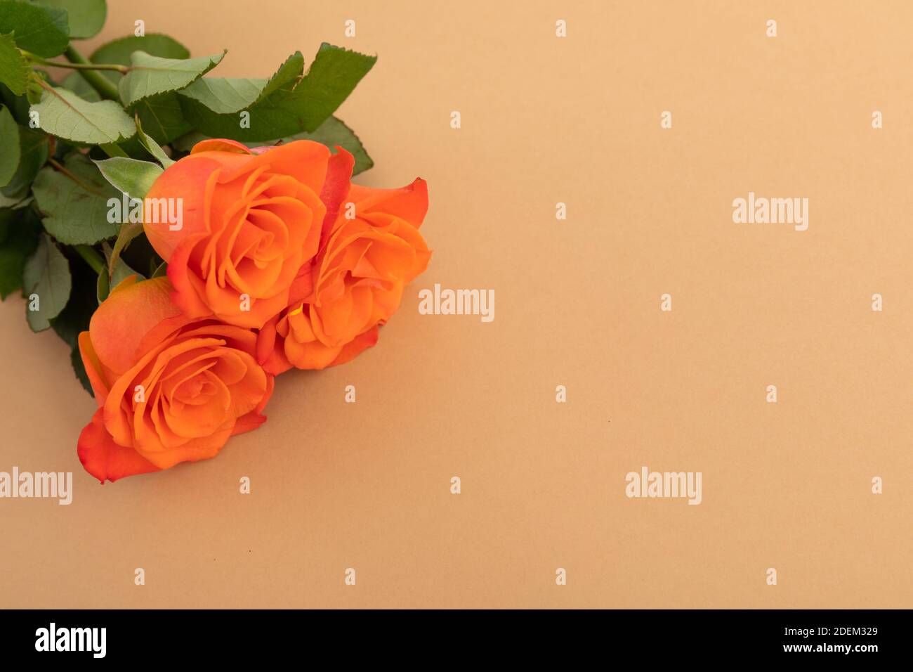 Drei frische orangene Rosen liegen auf orangefarbenem Hintergrund Stockfoto