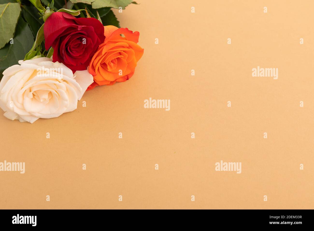 Weiße, rote und orangefarbene Rosen auf orangefarbenem Hintergrund Stockfoto