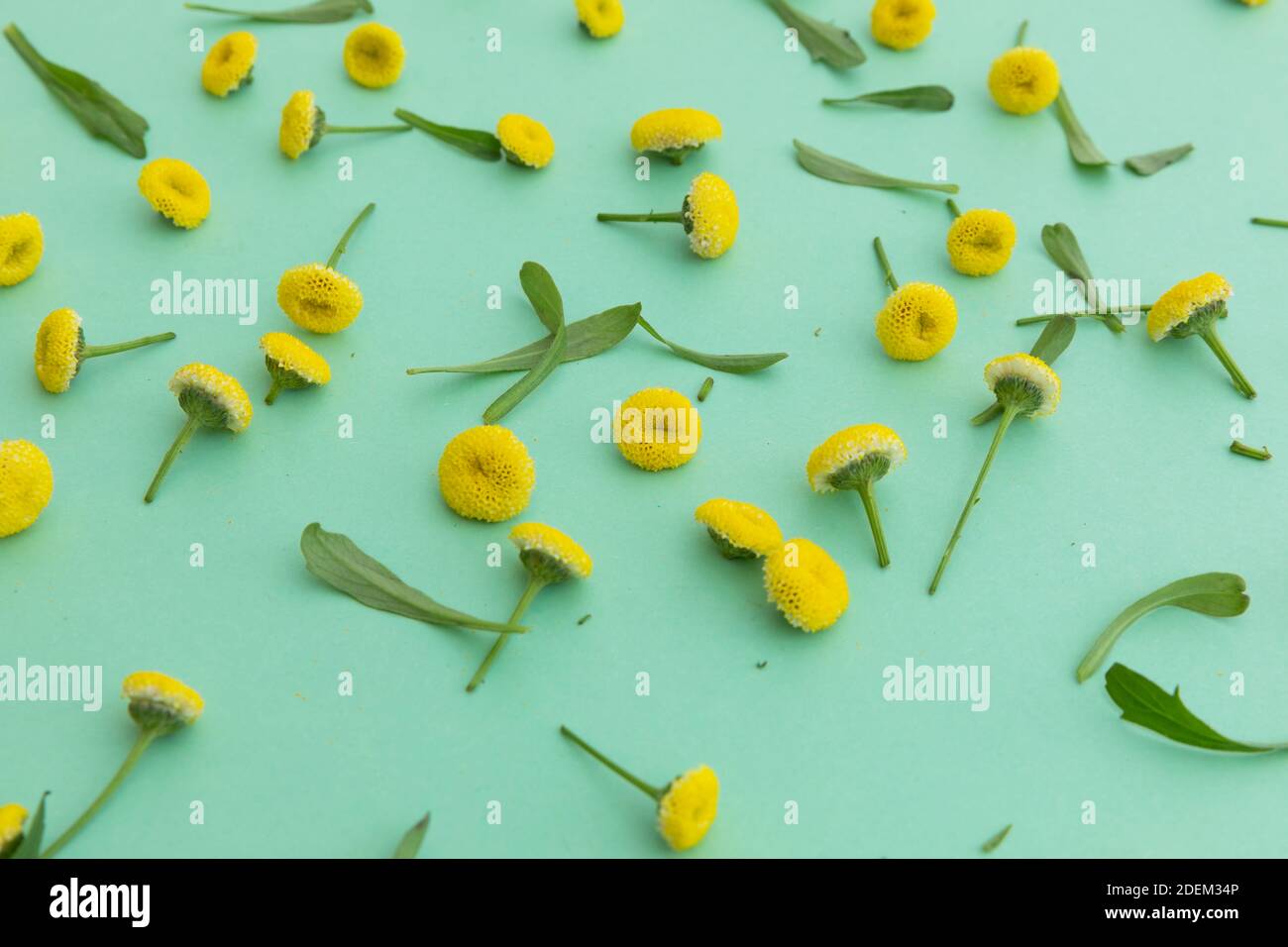 Mehrere gelbe Blüten und Blätter auf grünem Hintergrund verstreut Stockfoto