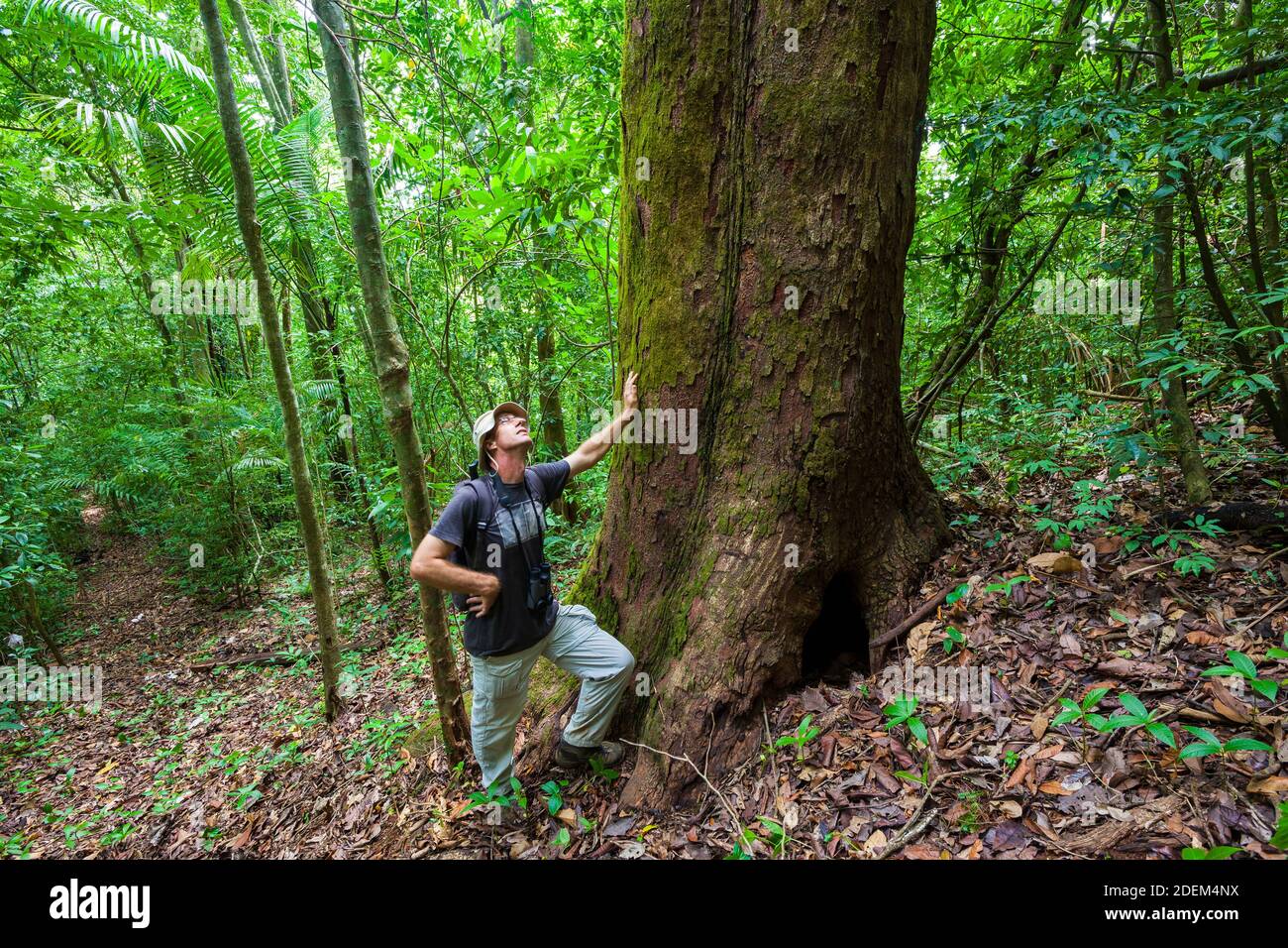 Mann an einem großen Baum im Regenwald des Cerro Hoya Nationalparks, Provinz Veraguas, Republik Panama. Stockfoto