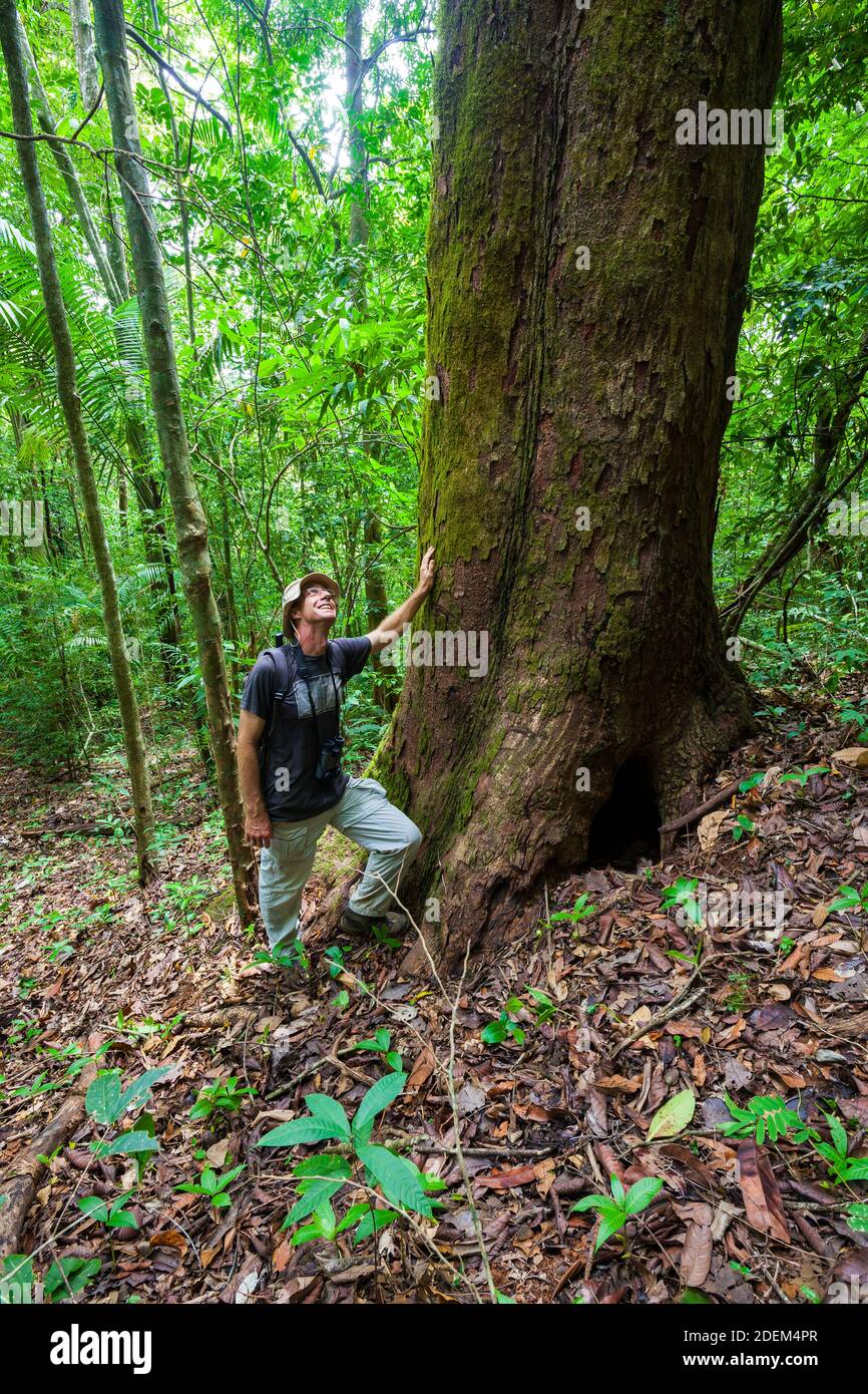 Mann an einem großen Baum im Regenwald des Cerro Hoya Nationalparks, Provinz Veraguas, Republik Panama. Stockfoto