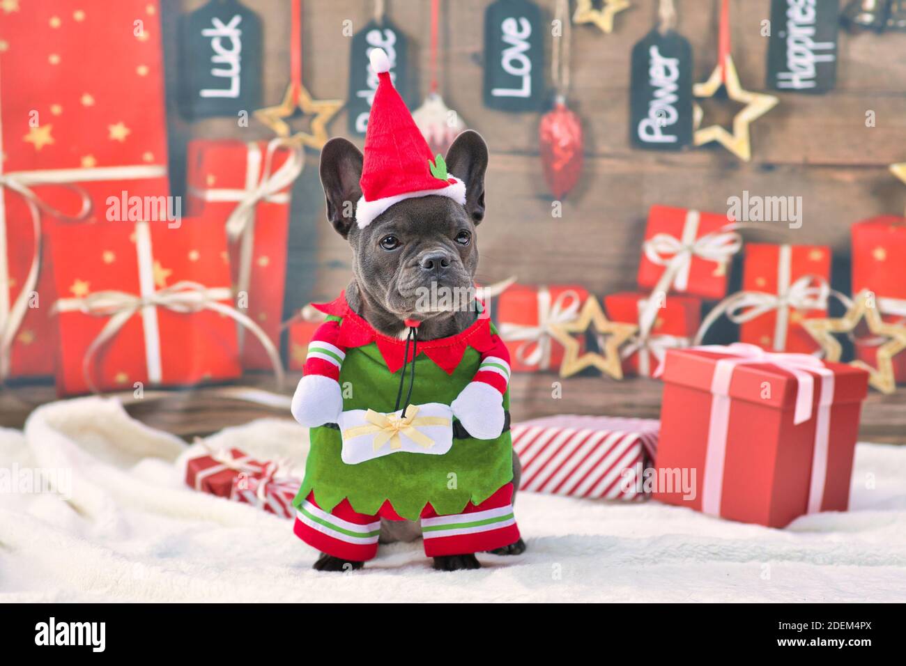 Französisch Bulldogge Hund trägt lustige traditionelle niedliche weihnachten Elfen Kostüm Mit Armen, die Geschenk halten und Weihnachtsmütze vor Saisonaler Hintergrund mit g Stockfoto