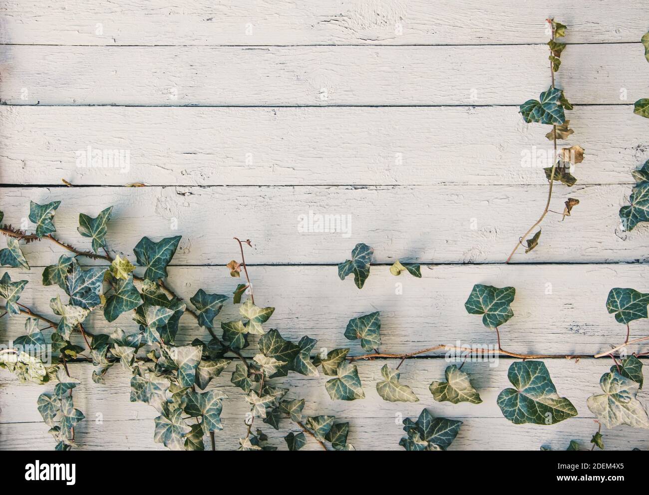 Holzbrett Hintergrund mit grnen Efeu Pflanze wchst an den Seiten,  Copyspace fr Text und Design, minimal und natrlich Stockfotografie - Alamy