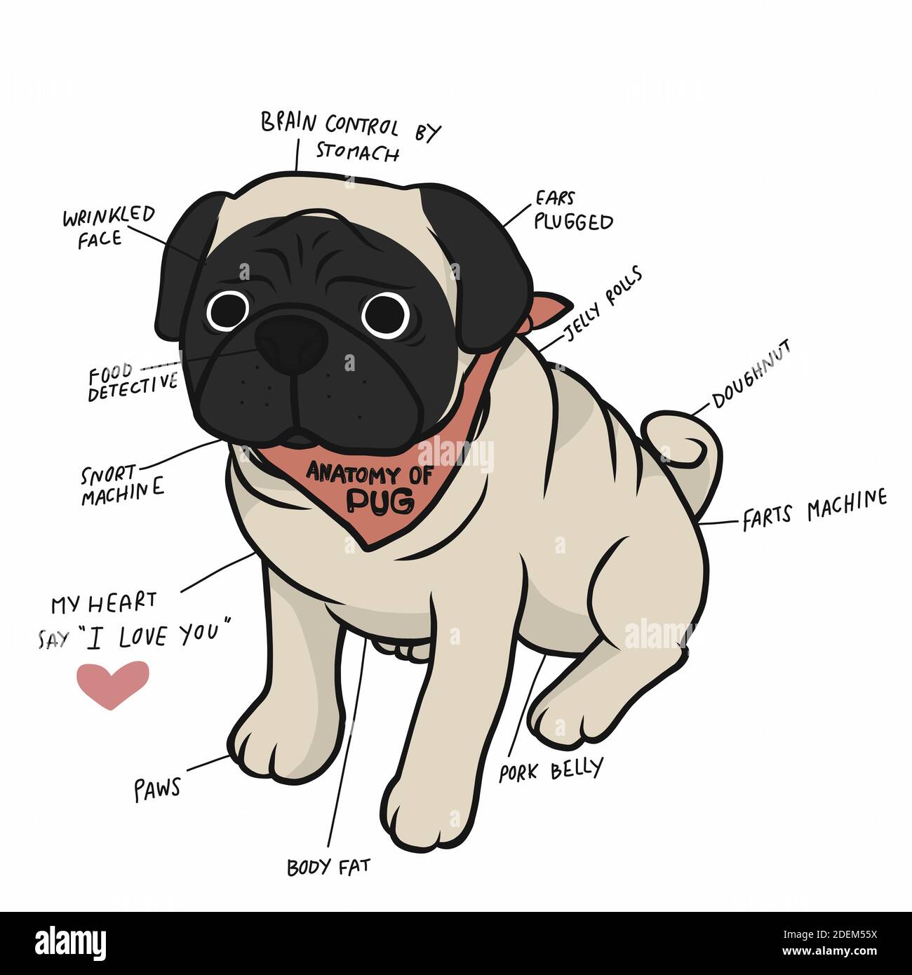 Anatomie des Mops Hund Diagramm Cartoon Vektor Illustration Stock Vektor