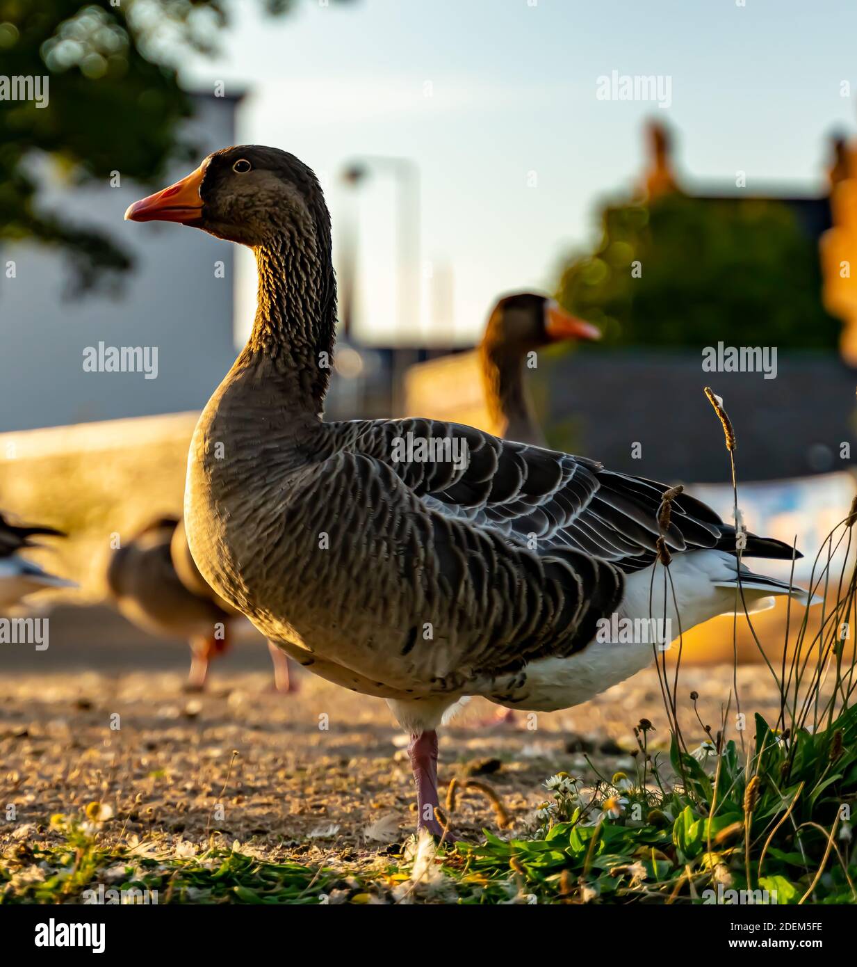 Einheimische Graugans, die auf einem Bein am Teich ruht. . Hochwertige Fotos Stockfoto