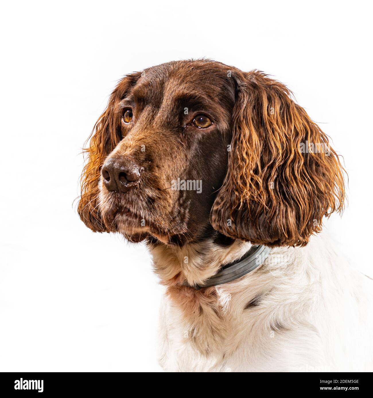 Pedigree Springer Spaniel Studioportrait Stockfoto