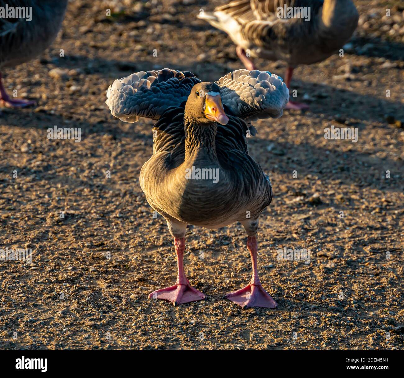 Einheimische Graugans heben seine Flügel am Teich. . Hochwertige Fotos Stockfoto