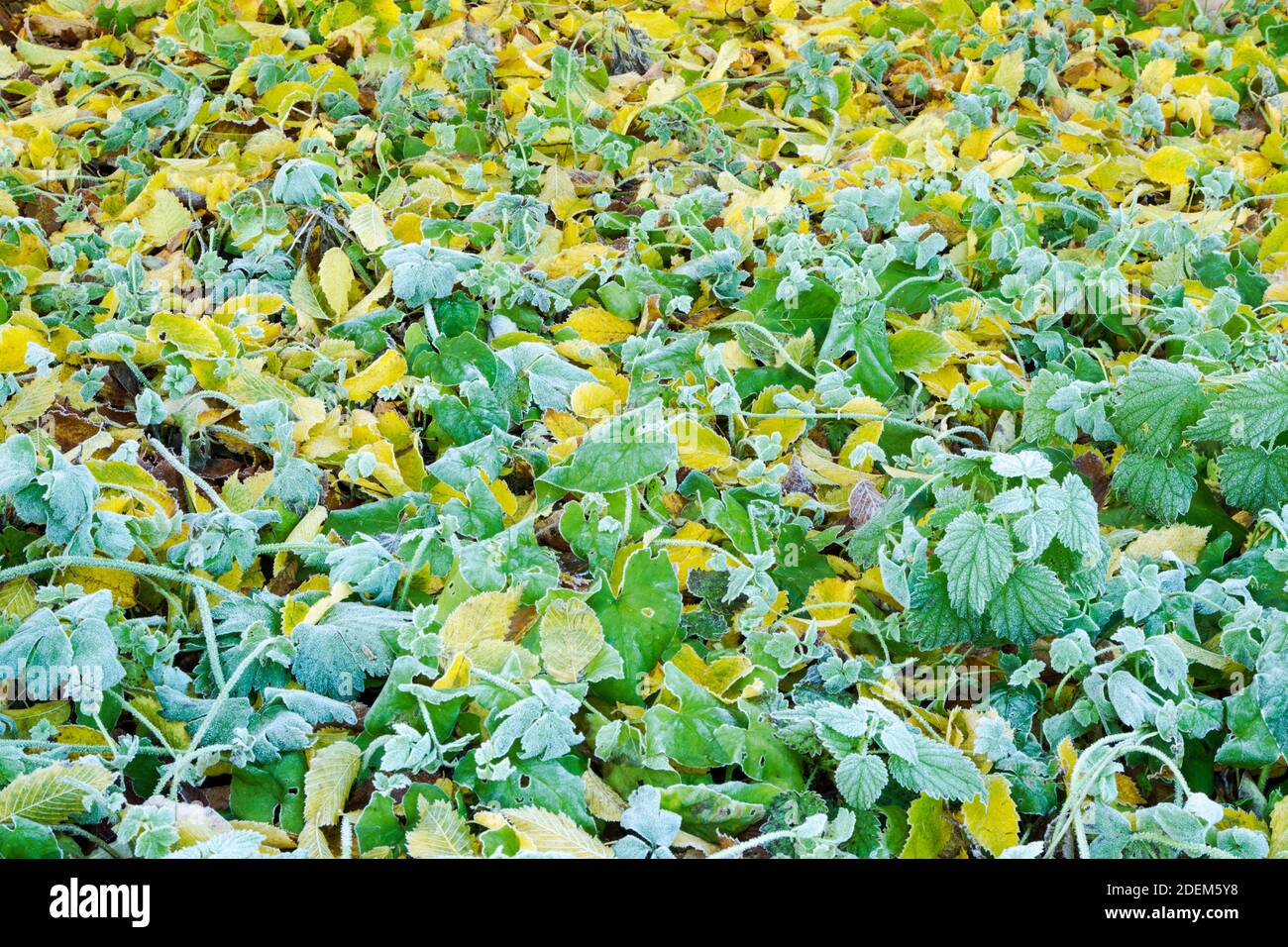 Mosaik von gefallenen Blättern, die auf dem Boden liegen und bedeckt sind Mit Frost im Herbst fortschreitet Stockfoto