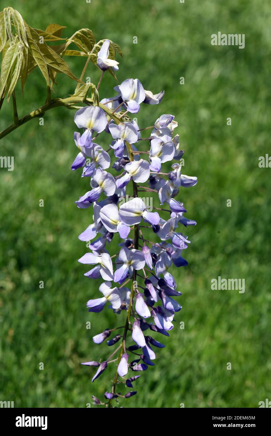 Der chinesische Blauregen ist mit seiner blau-violetten Blüten eine beliebte Kletterpflanze für den Garten. Die chinesische Glyzinie mit ihrem blau-violetten f Stockfoto