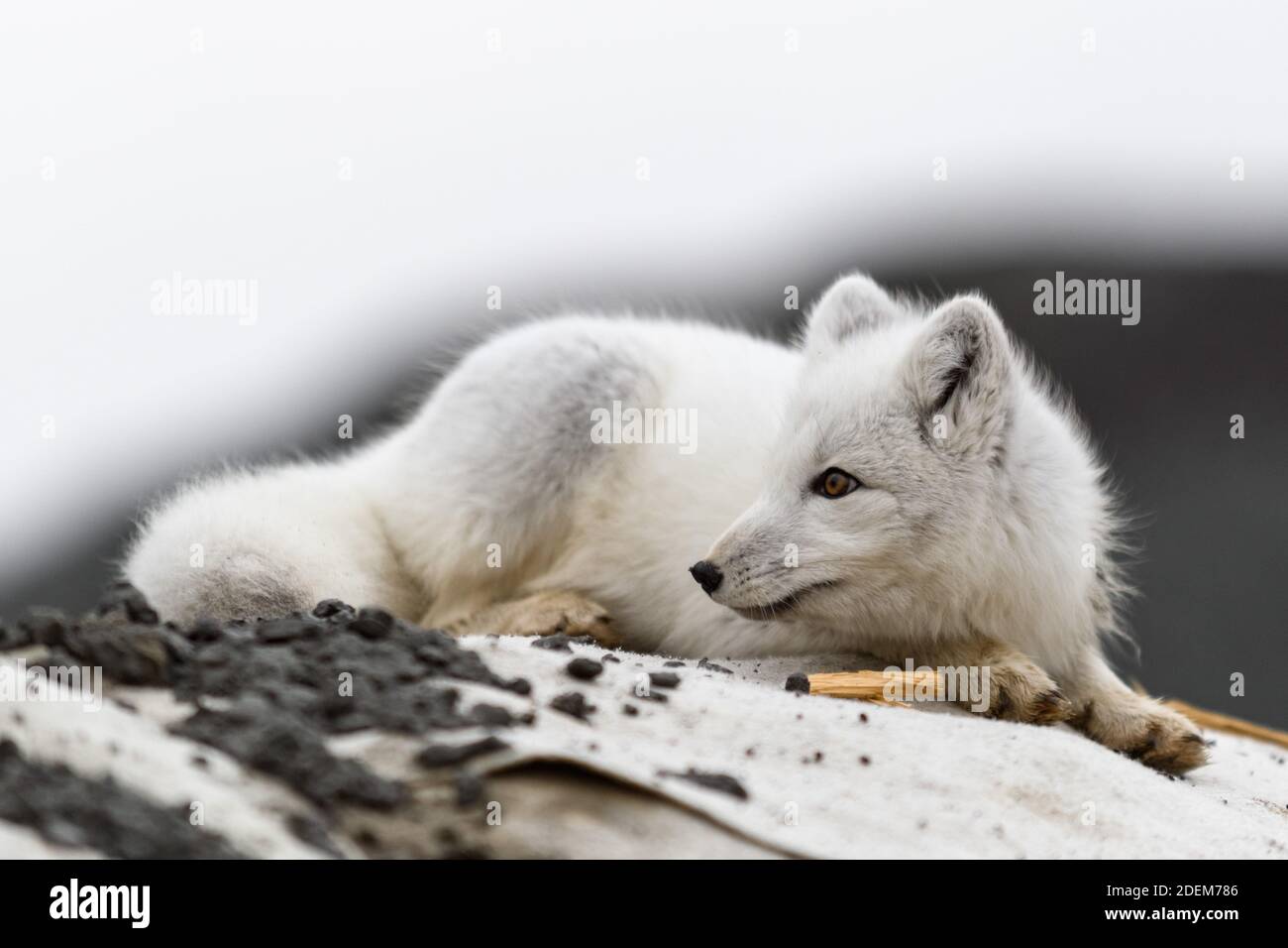 Polarfuchs (Vulpes Lagopus) in der wilden Tundra. Arktischer Fuchs liegt. Stockfoto