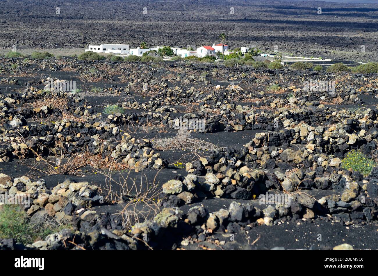 Spanien, Lanzarote, Kanarische Inseln, Schutzwände aus Steinen gegen den Wind, um den Weinbau zu ermöglichen Stockfoto