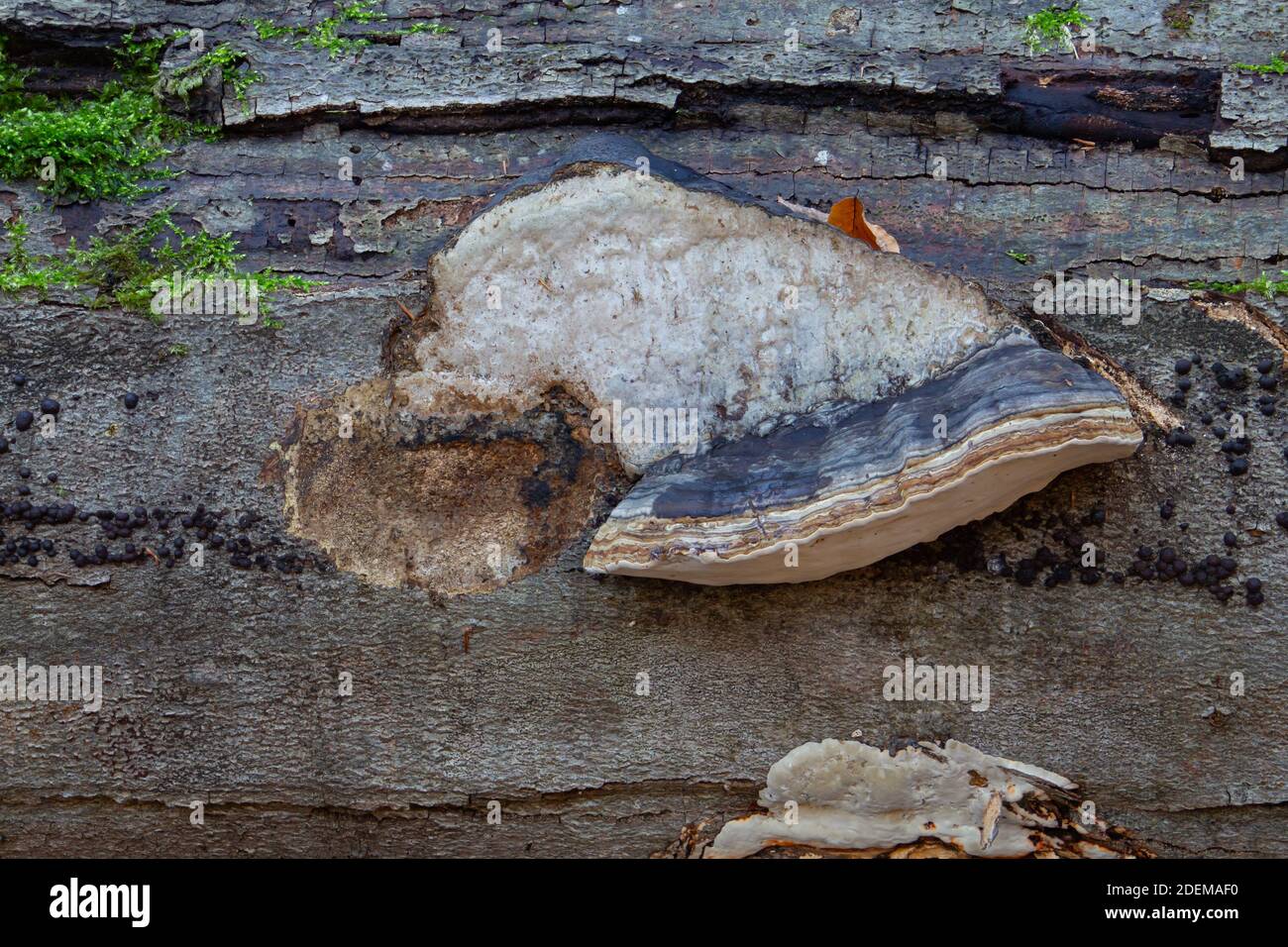 Seitenansicht einer roten Gürtelschnuppel, auch bekannt als fomitopsis pinicola oder Stem Decay Pilz Stockfoto