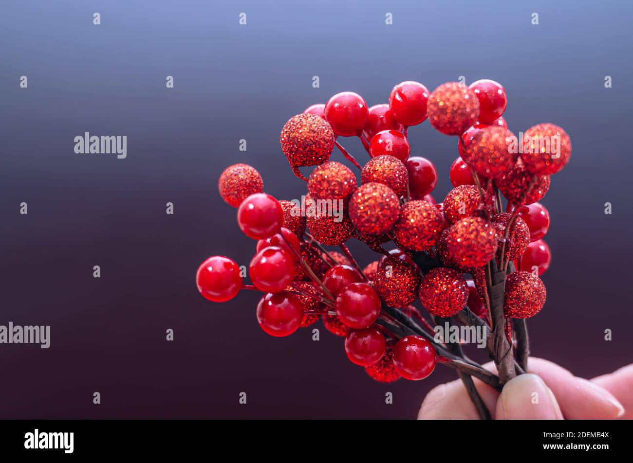 Zweig mit roten weihnachtsbeeren auf schwarzem Hintergrund. Weihnachtsdekorationen isoliert auf schwarzem Hintergrund. Weihnachten Hintergrund. Stockfoto