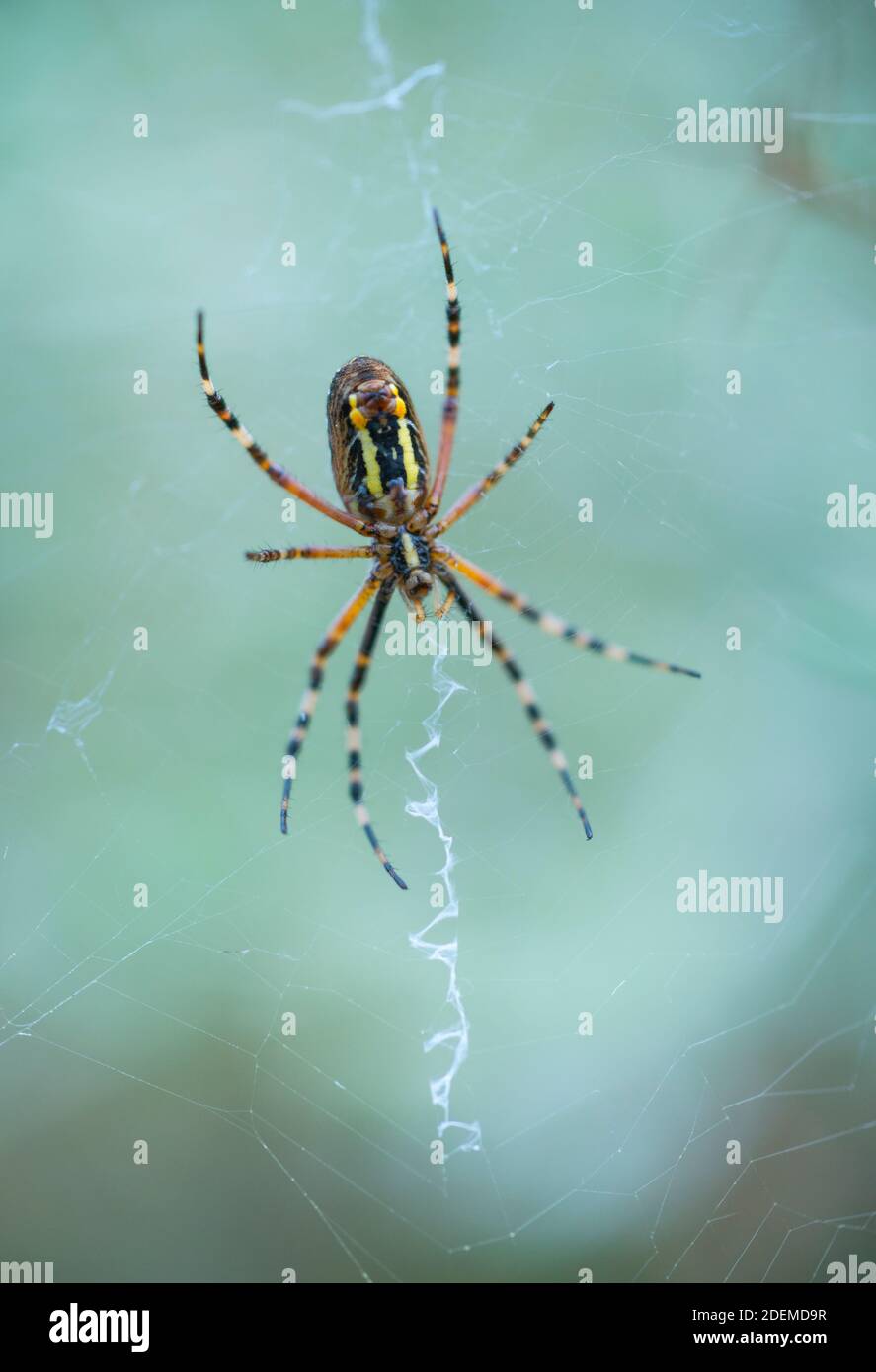 WESPE SPIDER - ARAÑA TIGRE (Argiope bruennichi), Naturschutzgebiet Néouvielle, Vallée d'Aure, L'Occitanie, Hautes-Pyrénées, Frankreich, Europa Stockfoto