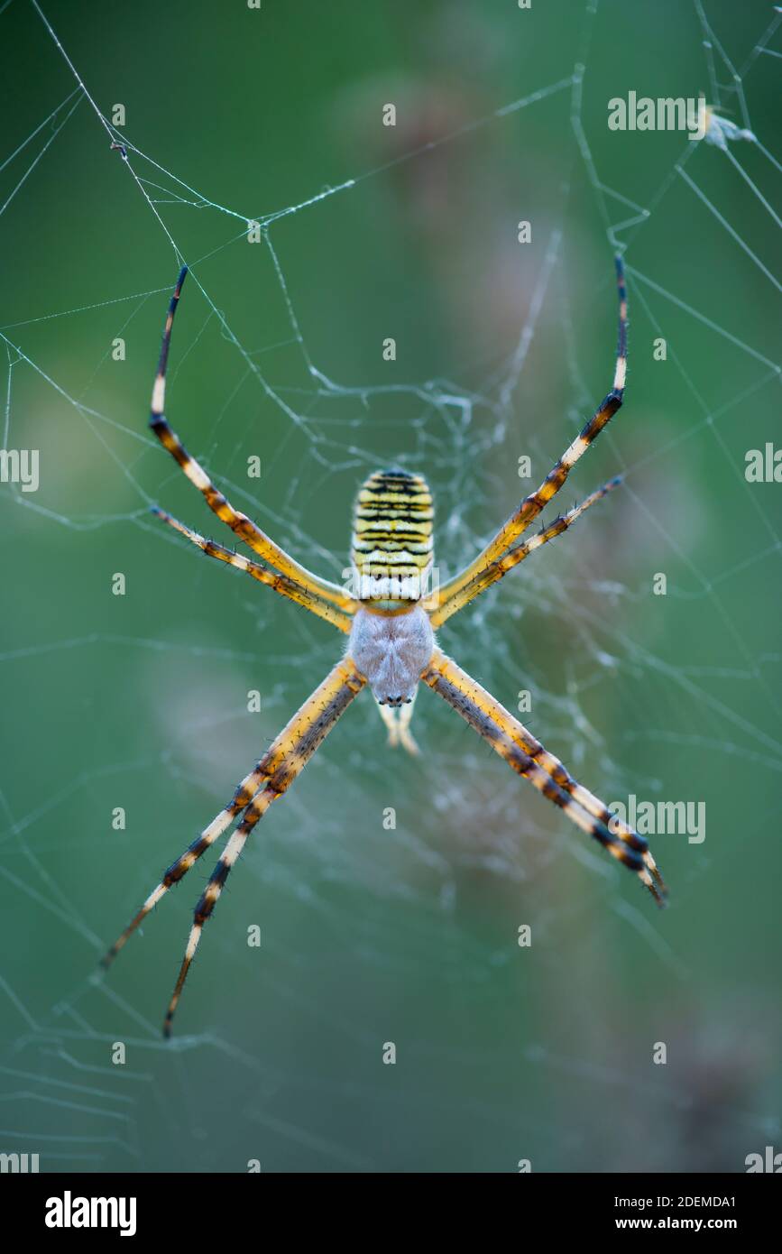WESPE SPIDER - ARAÑA TIGRE (Argiope bruennichi), Naturschutzgebiet Néouvielle, Vallée d'Aure, L'Occitanie, Hautes-Pyrénées, Frankreich, Europa Stockfoto