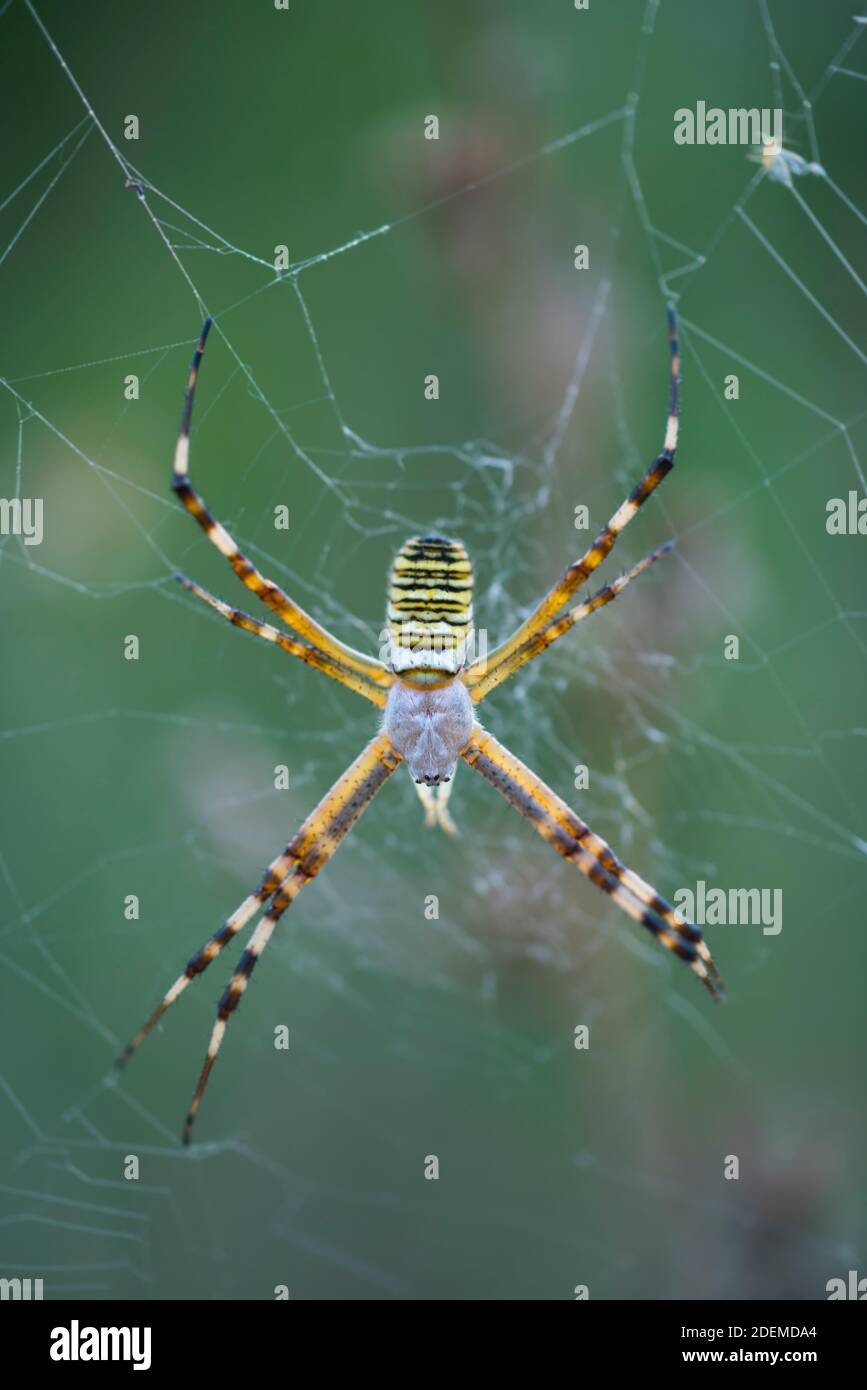 WESPE SPIDER - ARAÑA TIGRE (Argiope bruennichi), Naturschutzgebiet Néouvielle, Vallée d'Aure, L'Occitanie, Hautes-Pyrénées, Frankreich, Europa Stockfoto