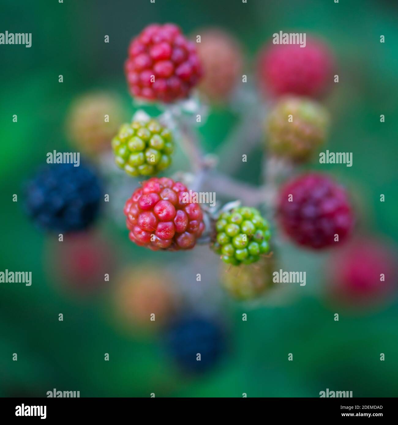 ZARZAMORA - RUBUS (Rubus sp.), Sobrarbe, Huesca, Aragon, Spanien, Europa Stockfoto