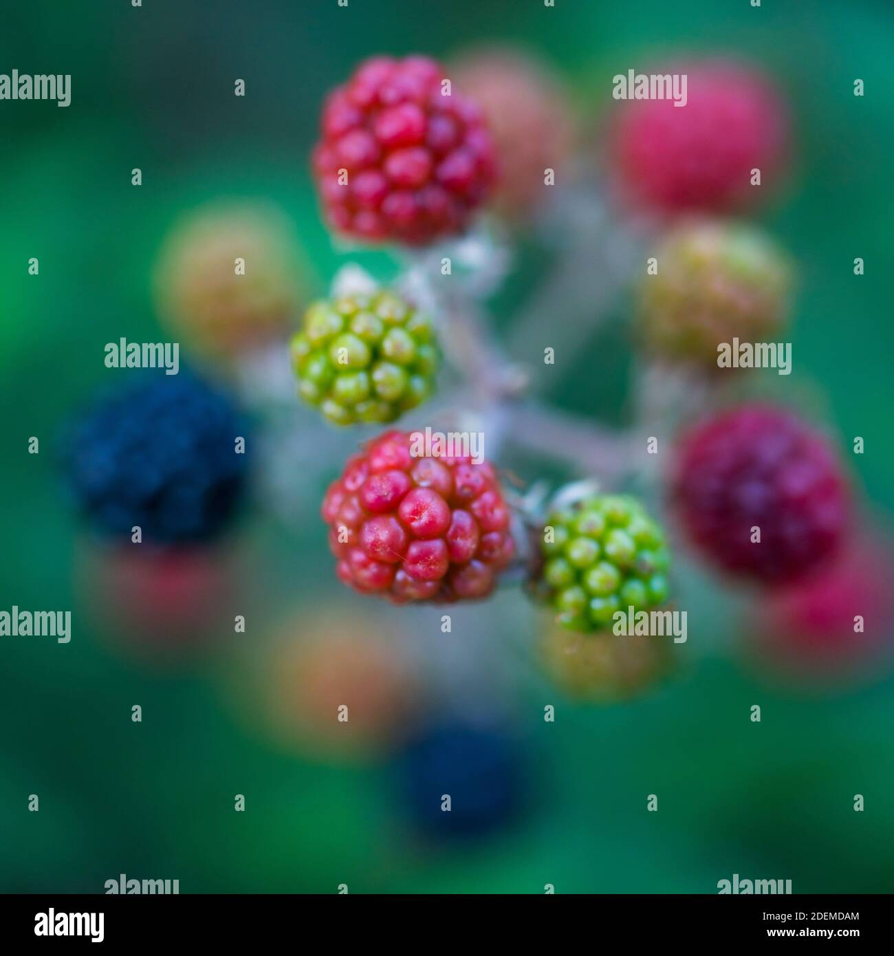 ZARZAMORA - RUBUS (Rubus sp.), Sobrarbe, Huesca, Aragon, Spanien, Europa Stockfoto