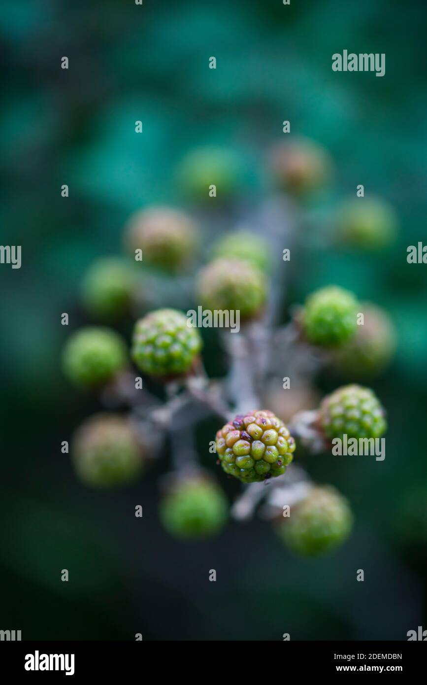 ZARZAMORA - RUBUS (Rubus sp.), Sobrarbe, Huesca, Aragon, Spanien, Europa Stockfoto