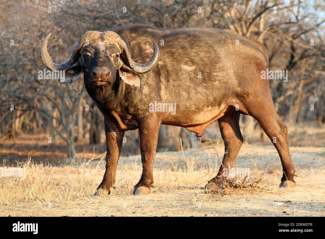 Afrikanischer Büffel oder Kapbüffel (Syncerus Caffer Caffer), Kruger National Park, Südafrika Stockfoto