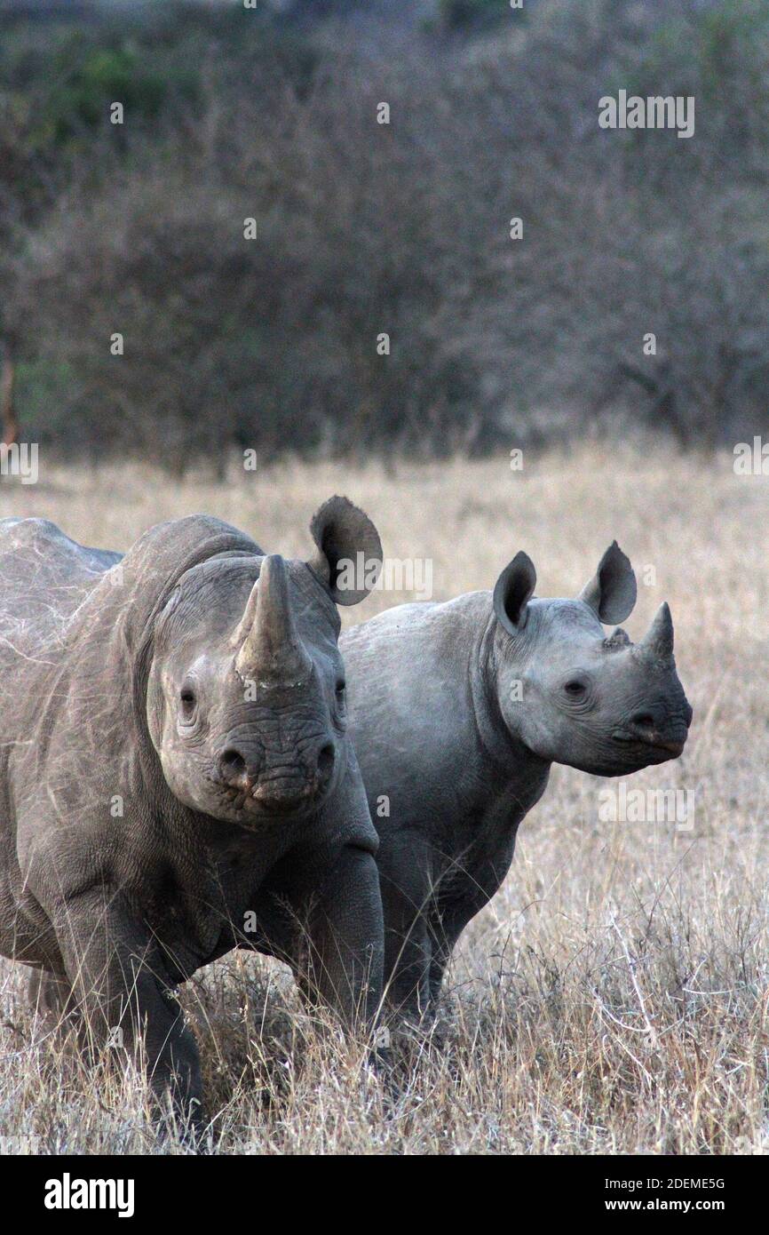 Schwarzes Nashorn oder Hakennashorn (Diceros bicornis), Südafrika Stockfoto