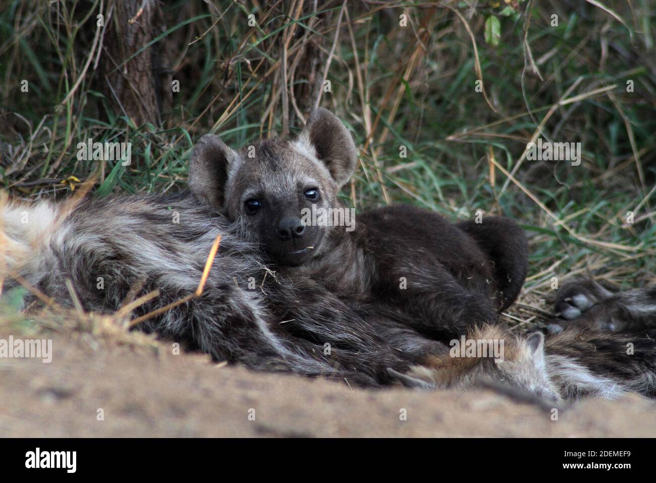 Flecked Hyena cub (Crocuta crocuta), Kruger National Park, Südafrika Stockfoto