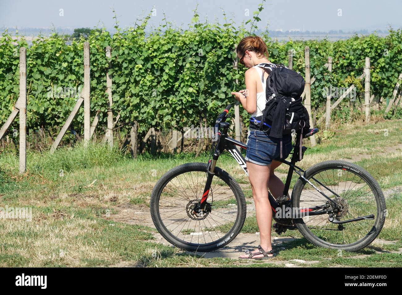 Frau auf dem Fahrrad in Weinberg Mähren Tschechische Republik Sommerreise Stockfoto