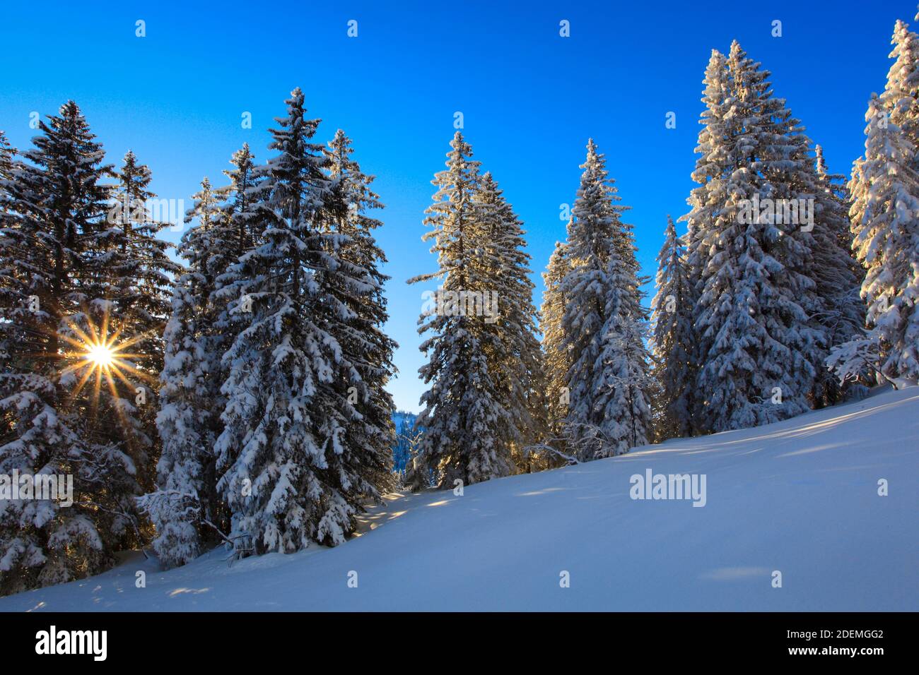 Geographie / Reisen, Schweiz, verschneite Tannenwälder, Zusatz-Rights-Clearance-Info-not-available Stockfoto