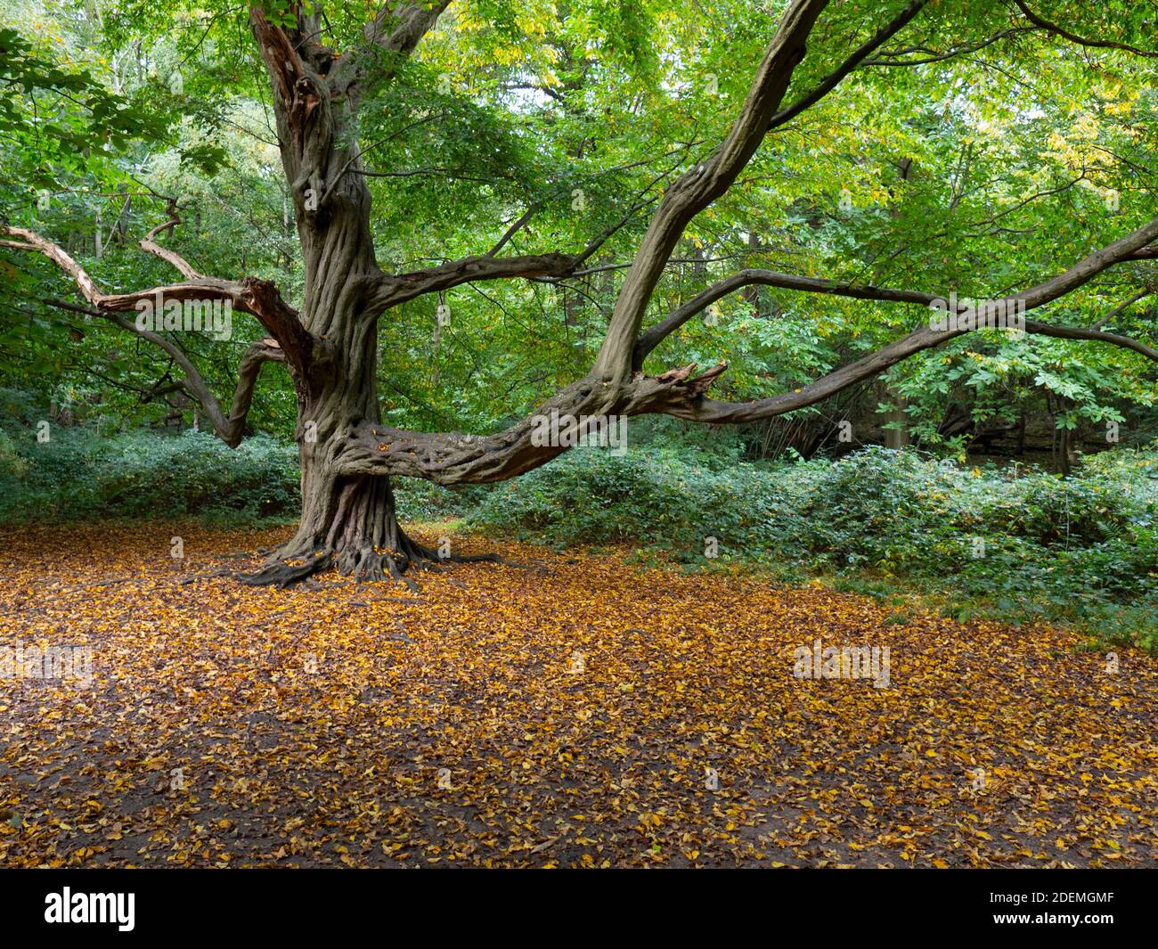 Wych Elm (Ulmus glabra), mit Herbstblättern, Ashenbank Woodland, Kent UK, Ancient Woods Stockfoto