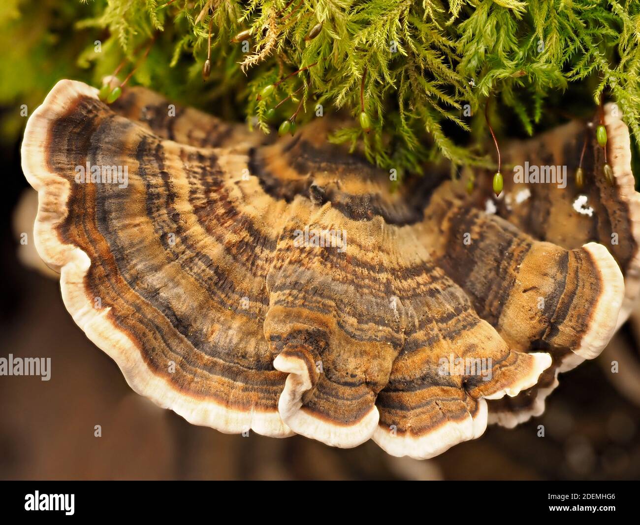 Putenschwanzpilze (Trametes versicolor), geläufiger Polyporus, Dering Woods, Kent UK, gestapeltes Fokusbild Stockfoto