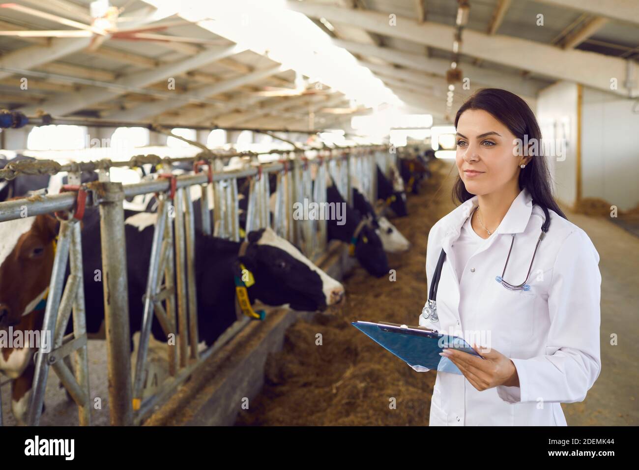 Frau steht in einem Kuhstall und zeichnet die Daten nach einer regelmäßigen Untersuchung des Viehs auf. Stockfoto