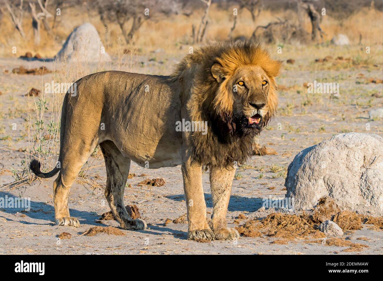 Ein männlicher Löwe beobachtet Nxai Pan, Botswana. Stockfoto