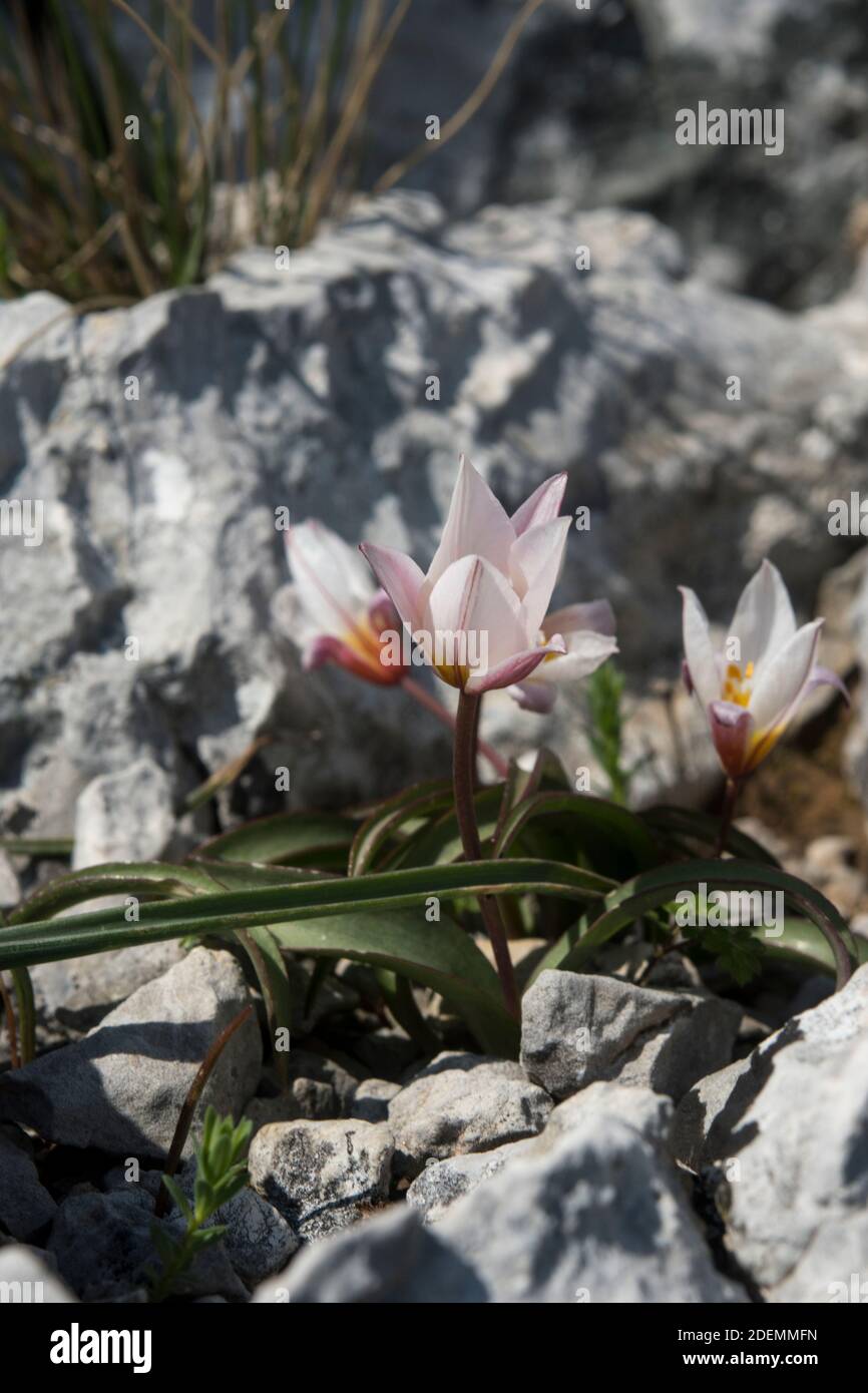 Tulipa cretica zwischen Felsen Stockfoto